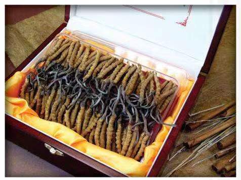 永丰冬虫夏草回收